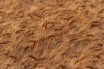 golden wheat field and sunny day. Ripe yellow wheat ears in the harvest season
