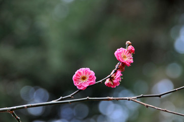 綺麗に咲いた紅冬至梅の花