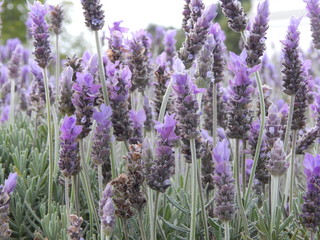 lavanda