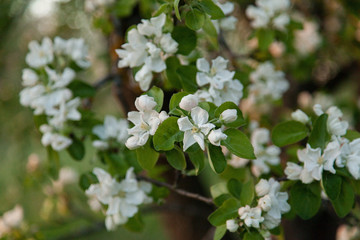 Apple bloom macro closeup