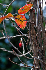 紅葉したサネカズラの葉