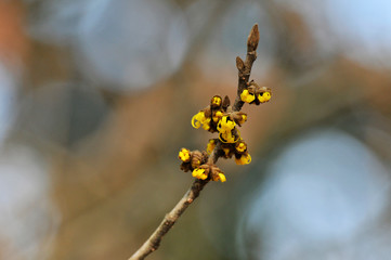 シナマンサクの花とつぼみ