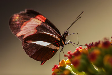 butterfly on a flower