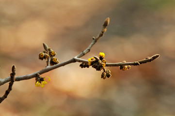 シナマンサクの花とつぼみ