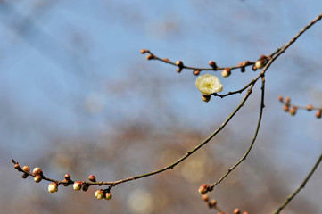 玉牡丹という綺麗な白色の花の咲く花梅とつぼみ