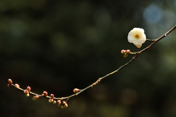 玉牡丹という綺麗な白色の花の咲く花梅とつぼみ