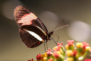 butterfly on a flower