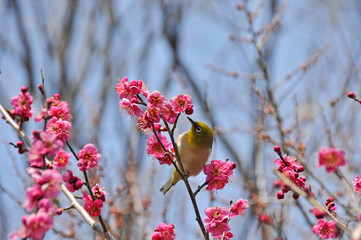 綺麗に咲いた紅梅の花とめじろ