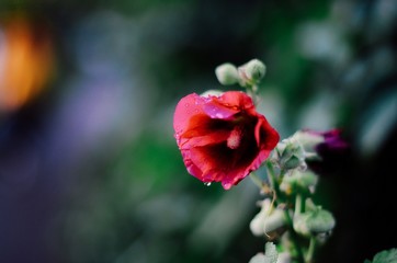 red poppy flowers