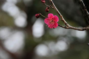 綺麗に咲いた紅梅の花