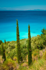 Nature vegetation foliage by the sea