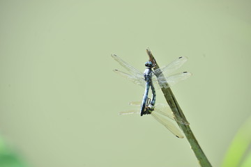 dragonfly on a green leaf