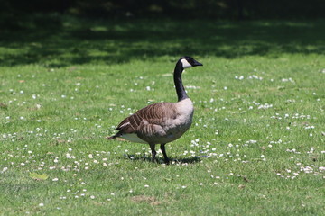 canada goose
