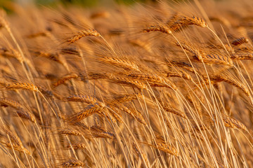 golden wheat field and sunny day. Ripe yellow wheat ears in the harvest season