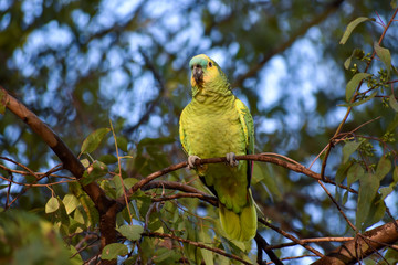 wild turquoise-fronted amazon (Amazona aestiva) at a park in Buenos Aires