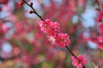 綺麗に咲いた満開の赤い梅の花