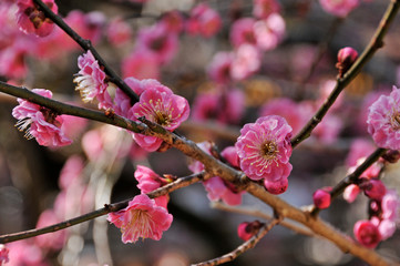 綺麗に咲いた満開の赤い梅の花