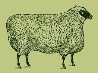 Shropshire sheep in side view isolated on a light green background, after an antique illustration from the 19th century. Editable in layers