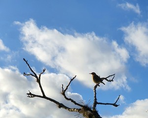 bird on a tree