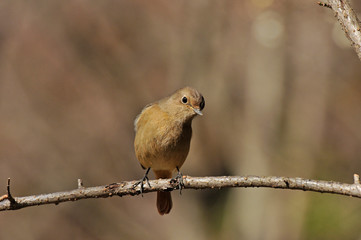 冬の枯れた枝で休むジョウビタキ