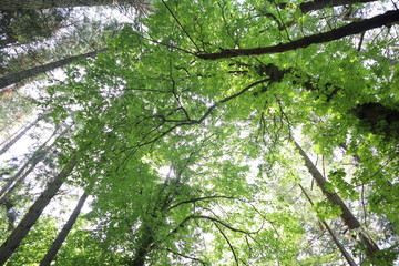 canopy