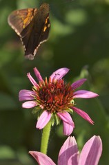 butterfly on pink flower