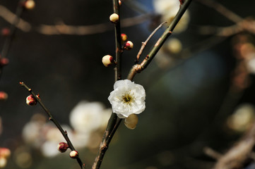 玉牡丹という綺麗な白色の花の咲く花梅とつぼみ