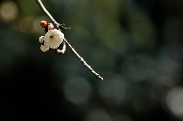 玉牡丹という綺麗な白色の花の咲く花梅とつぼみ