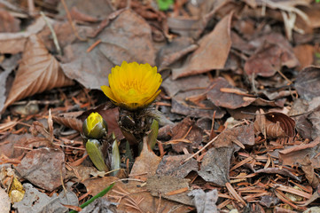 綺麗な黄色の花の咲くフクジュソウの花とつぼみ