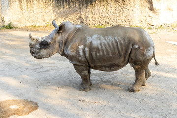 Fototapeta premium Rinoceronte