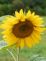 close up of a sunflower. Canada