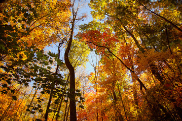 Forest tree with colorful autumn leaves in the Blue Ridge Mountains