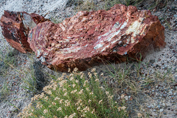 Petrified wood of an ancient tree viewed up close and next to desert plants in the Petrified Forest National Park of Arizona, USA.