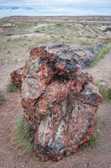 Petrified Tree lies on the ground with a multi-colored, layered hill in the background at Petrified Forest National Park in Arizona, USA