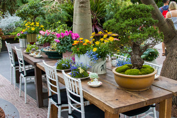 Fototapeta premium There are a lots of succulent plants are in the plate and tea cup on the table, which is displayed in flower dome of garden by the bay Singapore. 