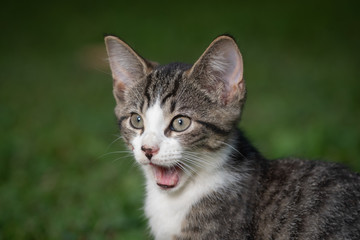 Fototapeta premium Tabby kitten looking surprised