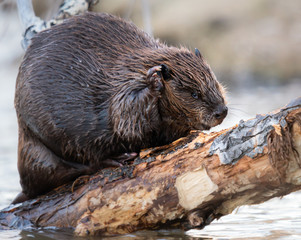 Beaver in the Canadian wilderness