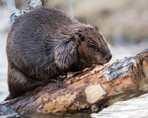 Beaver in the Canadian wilderness