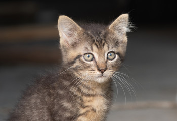 Fototapeta na wymiar Portrait of cute tabby kitten