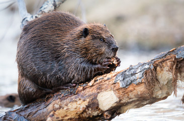 Beaver in the Canadian wilderness © Jillian