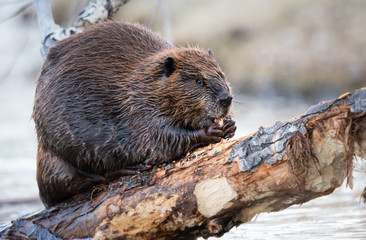 Beaver in the Canadian wilderness