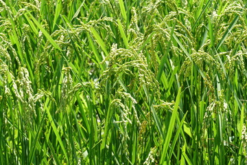 田圃