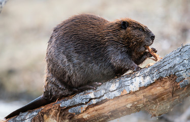 Beaver in the Canadian wilderness - obrazy, fototapety, plakaty