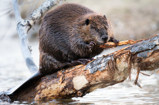 Beaver in the Canadian wilderness