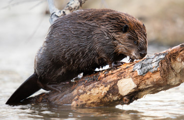 Beaver in the Canadian wilderness