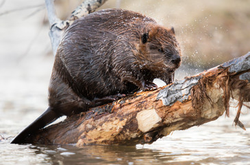 Beaver in the Canadian wilderness - 373378156