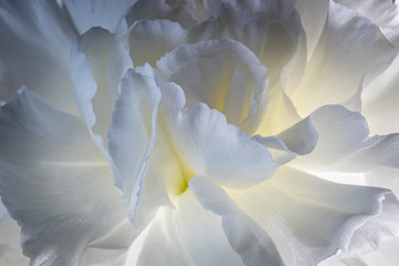 Fototapeta premium White Carnations