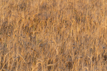 golden wheat field and sunny day. Ripe yellow wheat ears in the harvest season