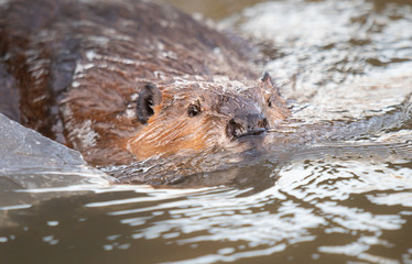 Beaver in the Canadian wilderness