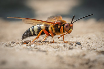 This frightening looking insect looks like a hornet, but it's actually a Cicada Killer Wasp. They...